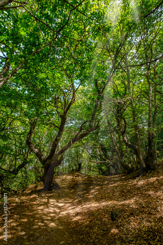 leafy forest landscape, nature conservation adventures concept. Asturias Spain sun light between trees
