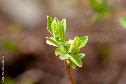 Lilac branch with blooming leaves on a blurred background