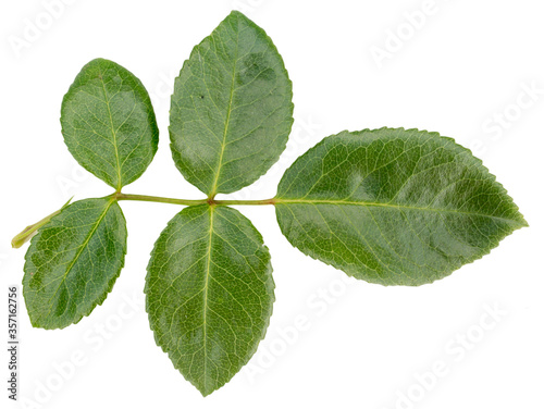 Billede på lærred Rose flowers green  leaf isolated on white background.