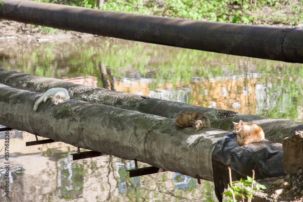 Cats bask on a process pipe across the river Cats bask on a process pipe across the river