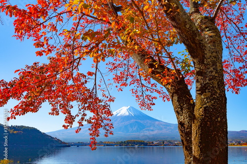 富士山と桜の紅葉、山梨県富士河口湖町河口湖畔にて