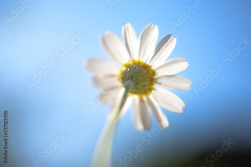 daisy on blue sky background