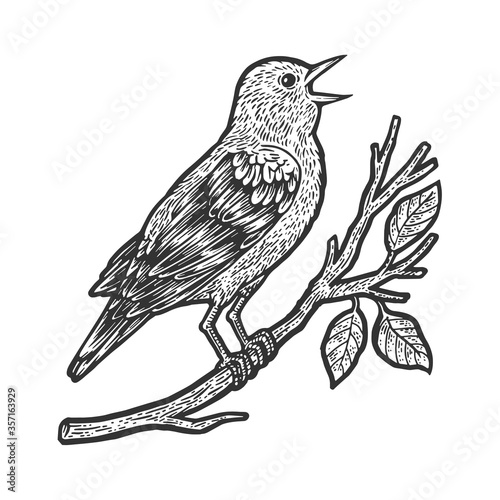 nightingale bird sketch engraving vector illustration. T-shirt apparel print design. Scratch board imitation. Black and white hand drawn image.