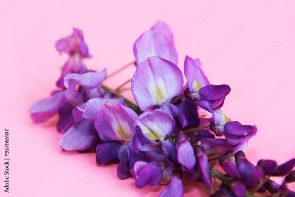 natural purple Lupin flowers on a pink background natural purple Lupin flowers on a pink background