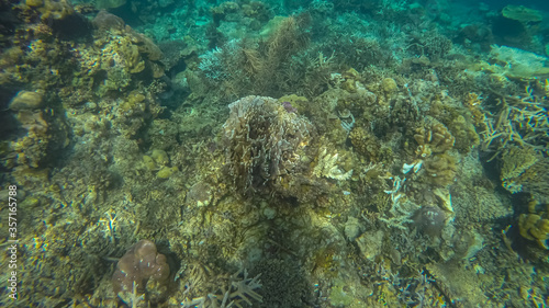 Panoramic scene under water, coral and blue background