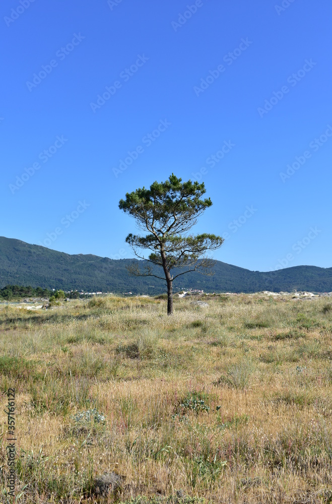 Pine tree on a beach with grass in sand dunes and blue sky. Carnota, Galicia, Spain. Pine tree on a beach with grass in sand dunes and blue sky. Carnota, Galicia, Spain.