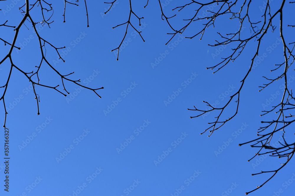 dry tree branch isolated on background with copy space for text, Concept images for winter and autumn season. dry tree branch isolated on background with copy space for text, Concept images for winter and autumn season.