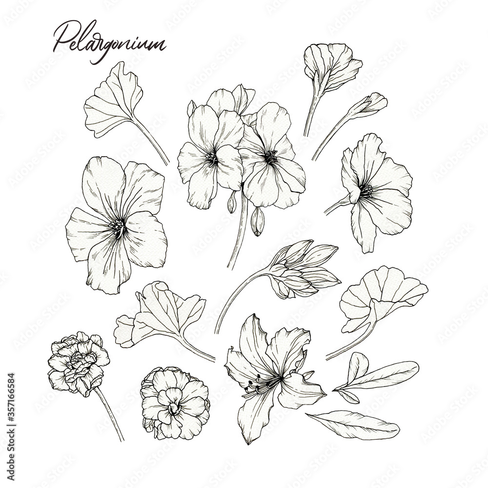 Flowers set of hand drawn pelargonium and leaves