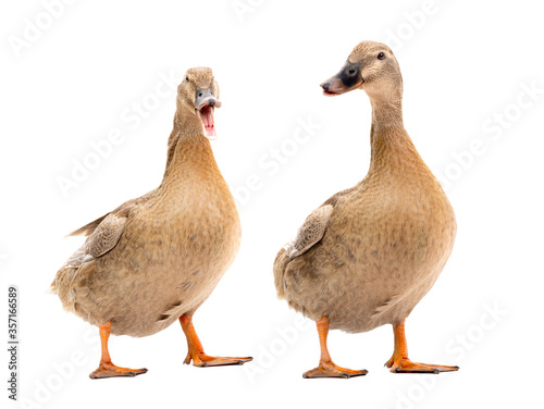 Obraz na plátně Two duck isolated on a white background.