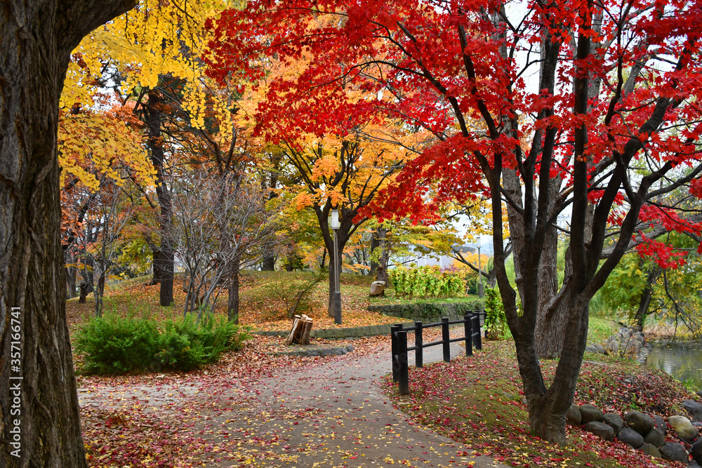 Naklejka premium Autumn and foliage nature background. Beautiful landscape in the garden, Hiking Walk path in colorful vivid foliage of trees, Peaceful, calm and relaxing atmosphere. Eco tourism travel concept. 