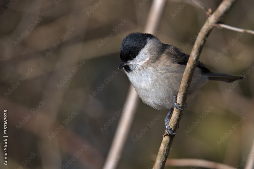 Obraz premium Marsh tit , Poecile palustris