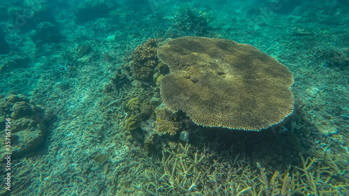 Panoramic scene under water, coral and blue background