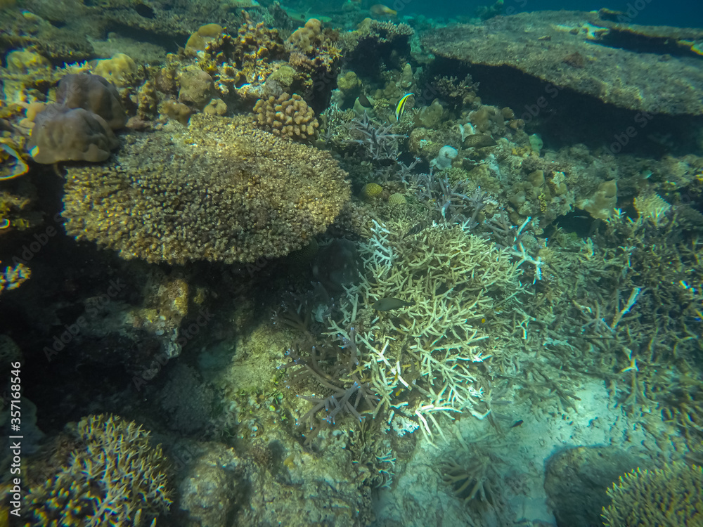 Panoramic scene under water, coral and blue background Panoramic scene under water, coral and blue background