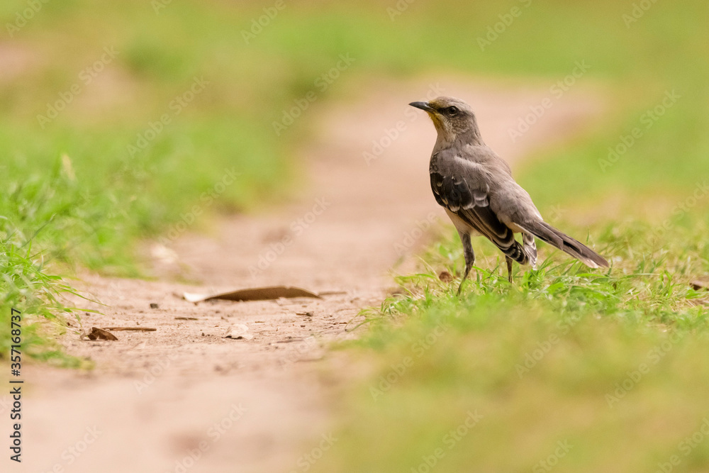 A tropical mockingbird (Mimus gilvus) in Quito, Ecuador A tropical mockingbird (Mimus gilvus) in Quito, Ecuador