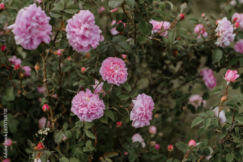 Close up bush of wild edible roses