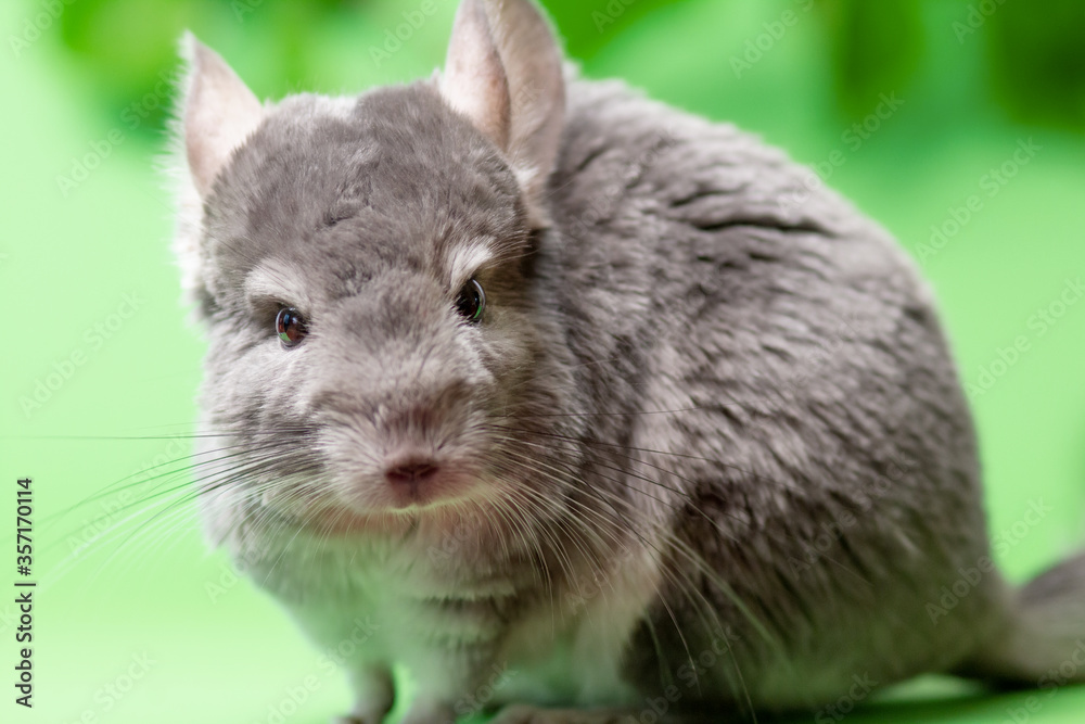 cute gray chinchilla sitting on green colored background with leaves , lovely pets and nature concept, purebred fluffy rodent cute gray chinchilla sitting on green colored background with leaves , lovely pets and nature concept, purebred fluffy rodent