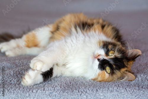 Pet animal, cute calico cat