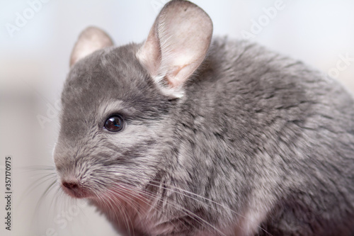 cute gray chinchilla sitting on studio background, lovely pets concept, purebred fluffy rodent, animal behavior