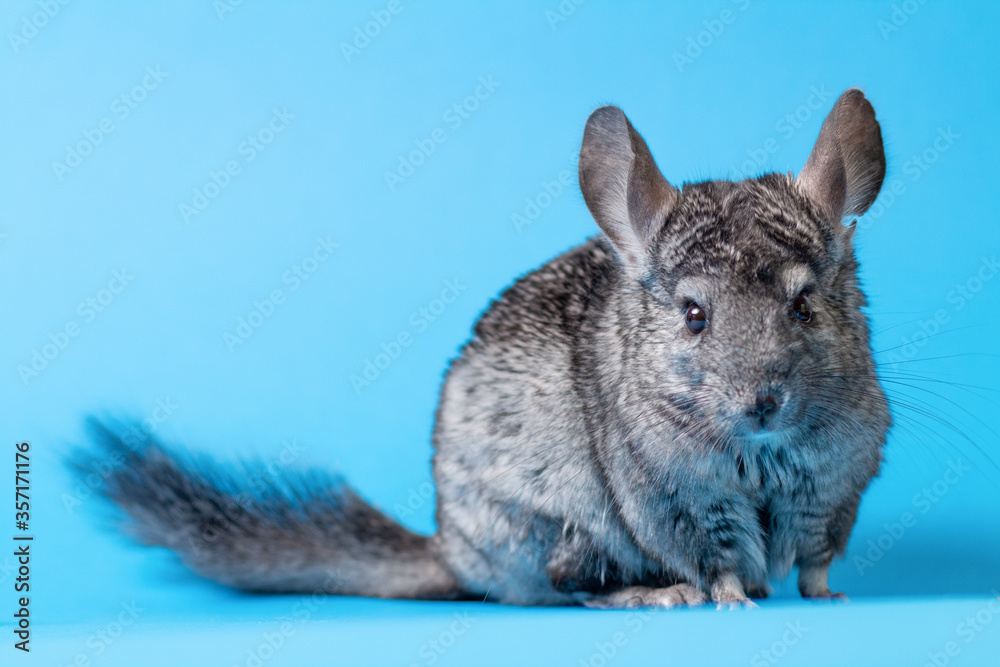 Obraz premium cute gray chinchilla sitting on blue colored studio background, lovely pets concept, purebred fluffy rodent, animal behavior
