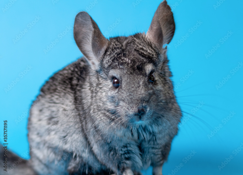 cute gray chinchilla sitting on blue colored studio background, lovely pets concept, purebred fluffy rodent, animal behavior cute gray chinchilla sitting on blue colored studio background, lovely pets concept, purebred fluffy rodent, animal behavior