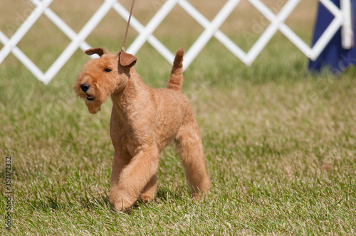 Obraz na plátně Lakeland Terrier