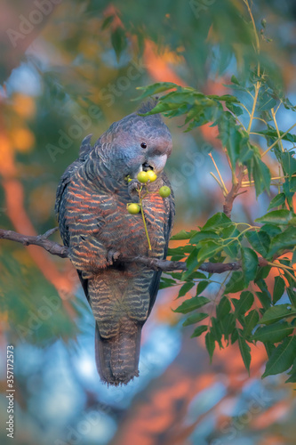 Wild female Gang gang cockatoo (Callocephalon fimbriatum) eating fruits from tree photo