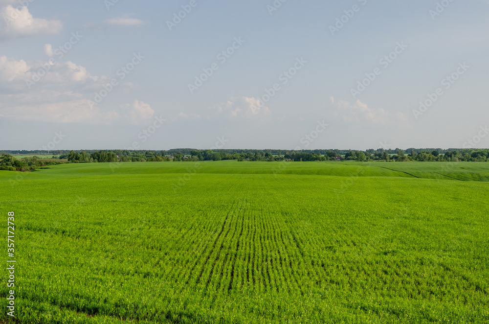 Field of green wheat landscape and beautiful sky agriculture