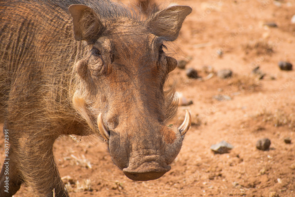 pumba pumba