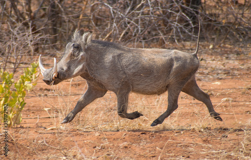 Photography pumba