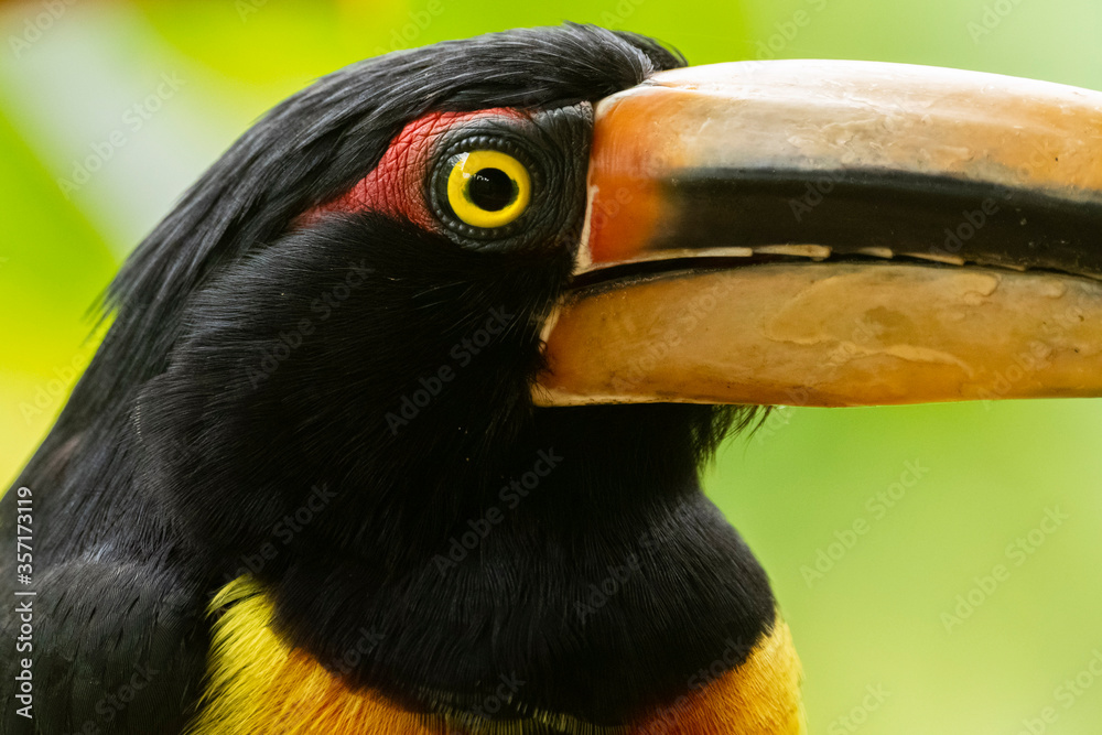 Obraz premium A collared aracari; pale-mandibled araçari (Pteroglossus torquatus erythropygius)