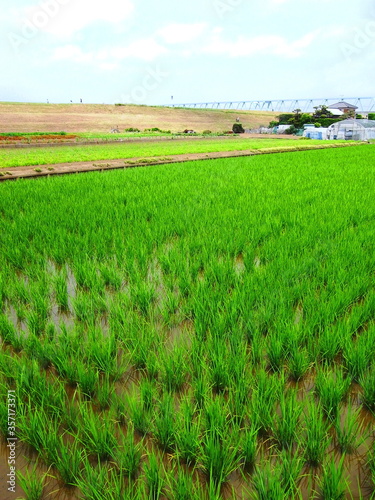 初夏の郊外の青田と畑風景