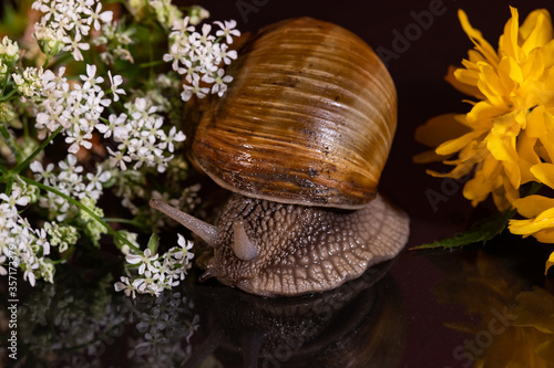 slippery snail eats white flowers