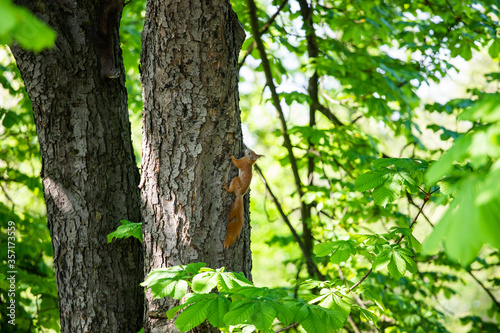 cheerful redhead squirrel on a tree