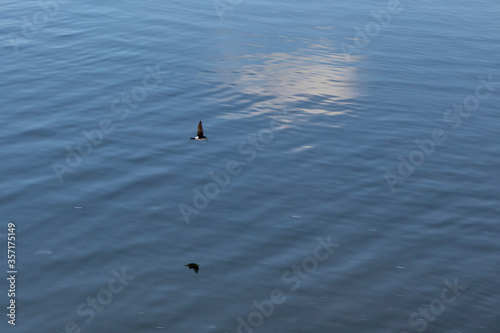 the swift flies low over the smooth light water surface © Kateryna