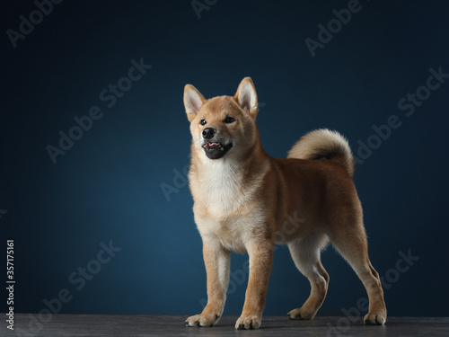 three month old shiba inu puppy. dog is standing with open mouth on dark blue background. Pet in the studio