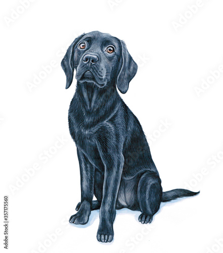 Watercolor illustration of a funny dog. Hand made character. Portrait cute dog isolated on white background. Watercolor hand-drawn illustration. Popular breed dog. Labrador retriever