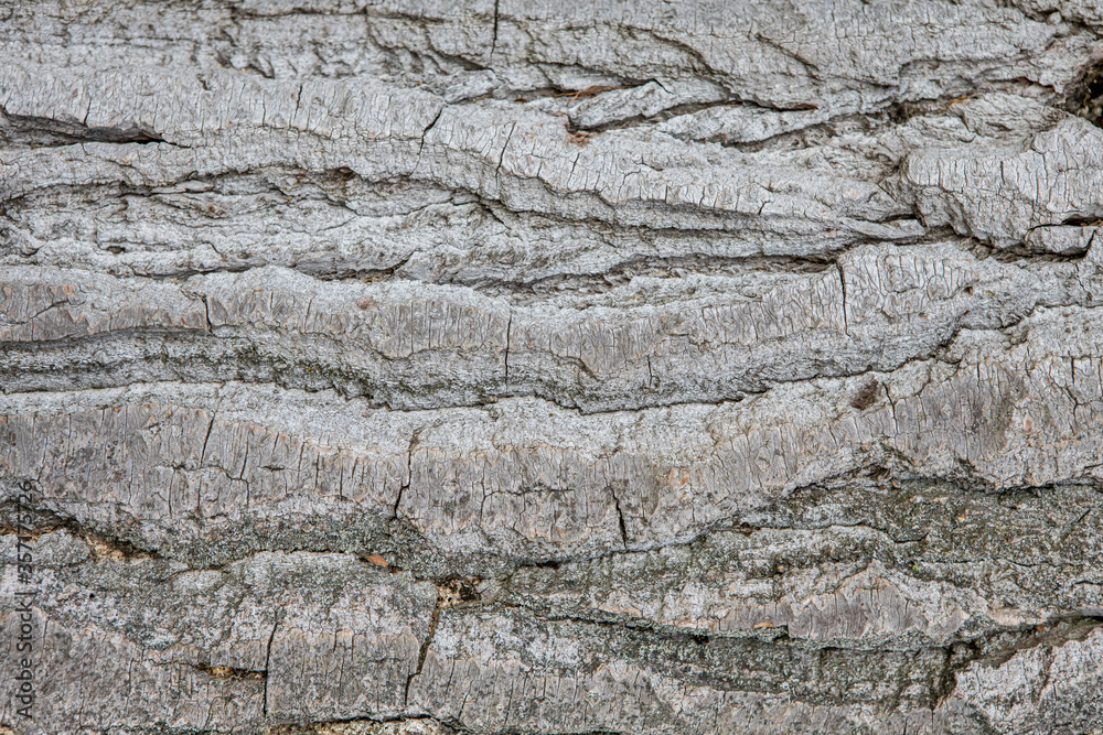 texture and background of the bark of an old tree closeup texture and background of the bark of an old tree closeup