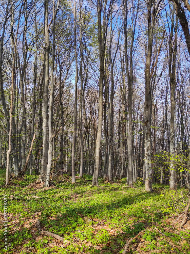 Naklejka premium Spring landscape of Vitosha Mountain, Bulgaria