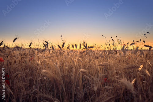 atardedecer