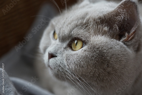 eine Porträtaufnahme einer grauen British Shorthair Katze, die zur Seite schaut