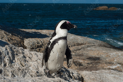 African jackass penguin on the beach. Boulders Beach in Simon's Town on the Cape Peninsula in South Africa. 
