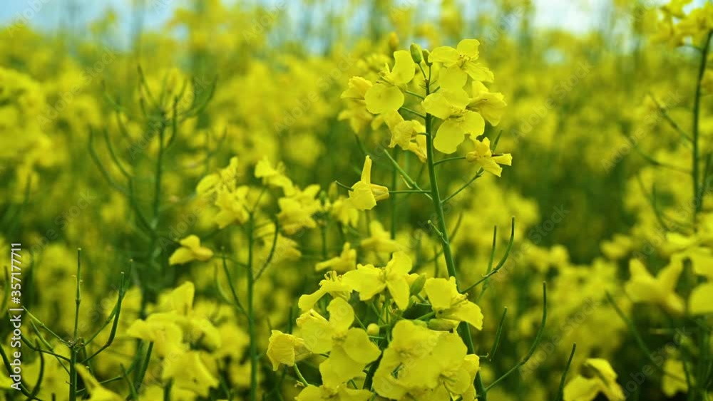 Close-up video of a field of blossoming rapeseed swaying in a light breeze Close-up video of a field of blossoming rapeseed swaying in a light breeze