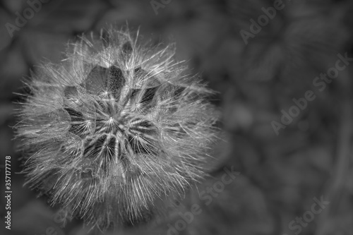 dandelion seed head © Olga