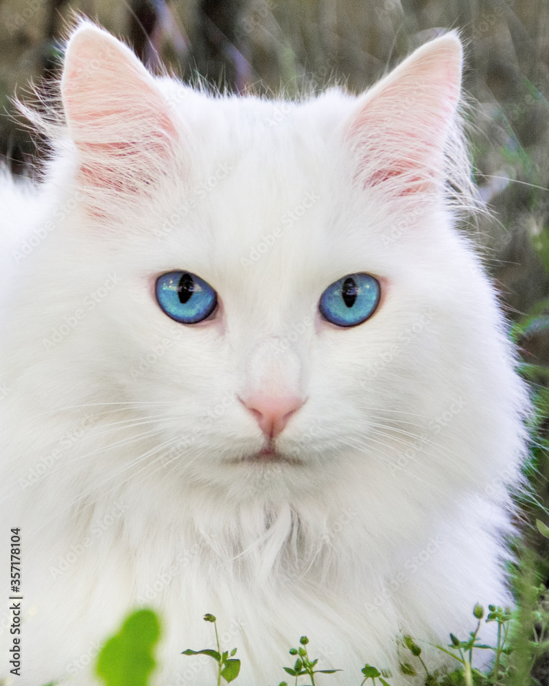 white cat with blue eyes.