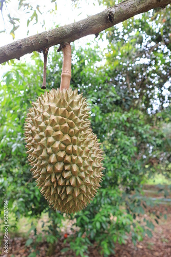 Fresh durian fruit on tree  the king of fruits.