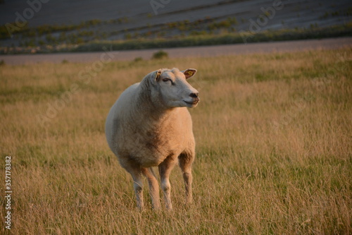 Sheep in the setting of the sun 