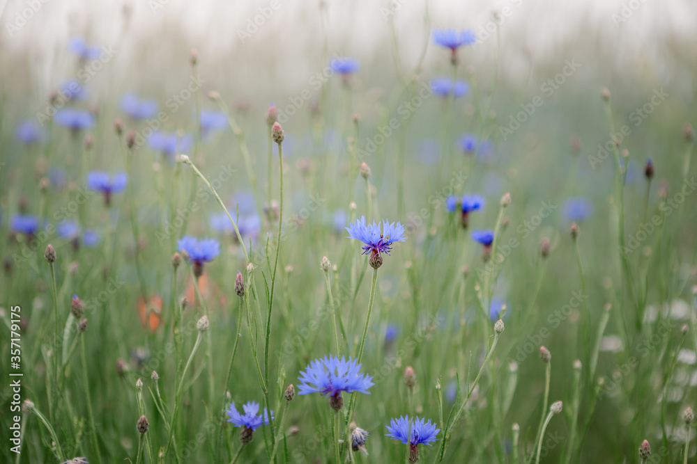 field of flowers field of flowers