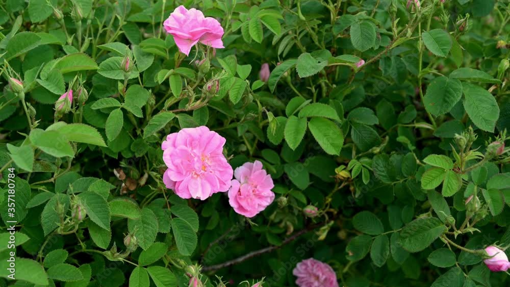 Close up video of pink oil-bearing rose (Rosa Damascena) in a rose plantation Close up video of pink oil-bearing rose (Rosa Damascena) in a rose plantation