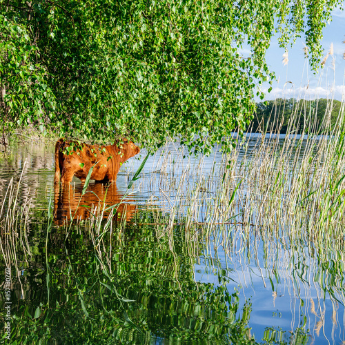 Pfingstochse beim Wellnessbad im Haussee photo