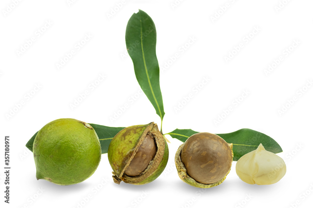 Group of peeled and unpeeled macadamia nuts at white background - obrazy, fototapety, plakaty 